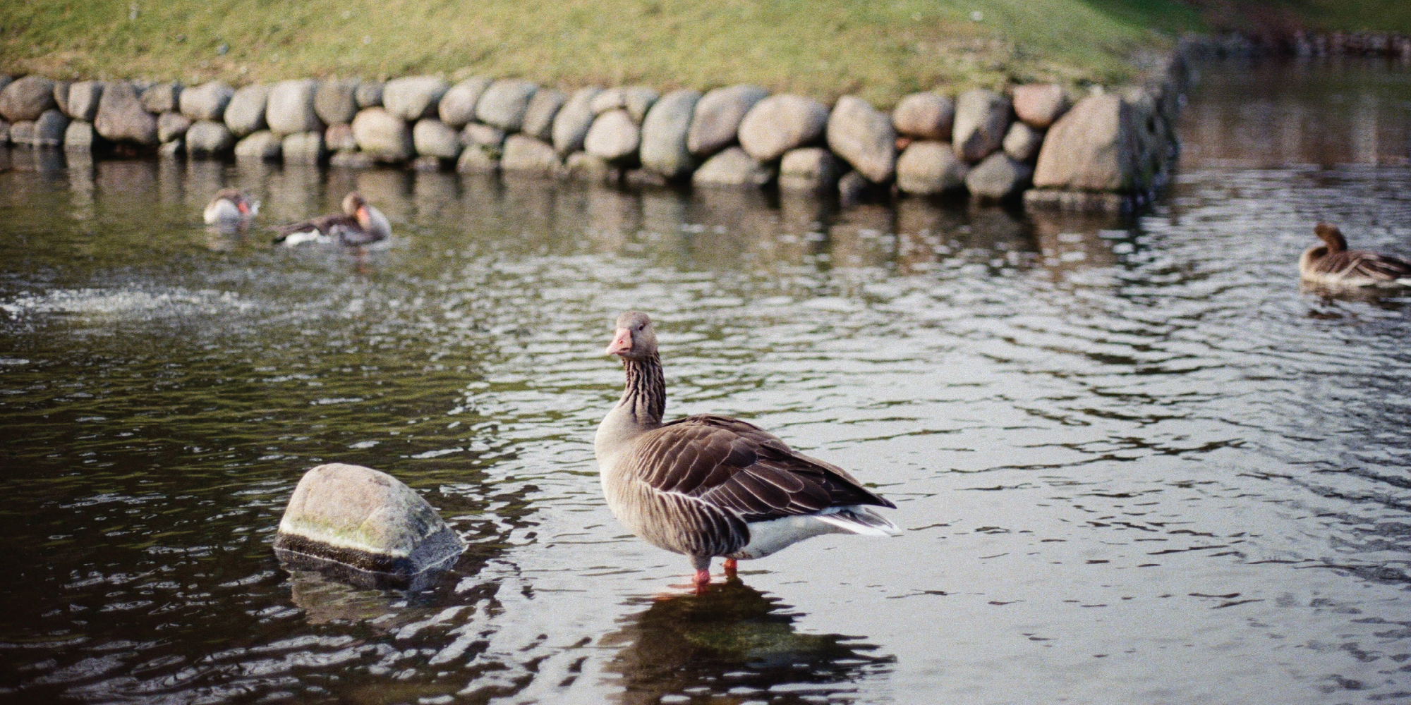 Cover Image for PHOTO: Copenhagen in 35mm